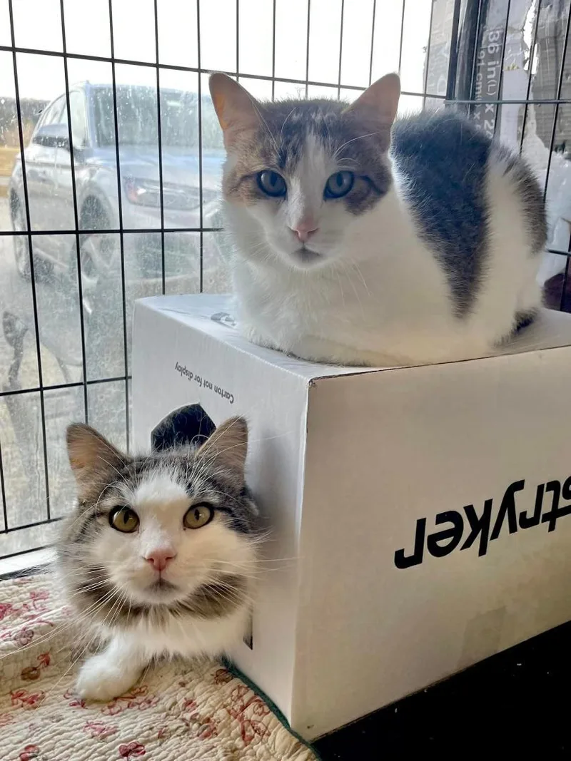 Deangelo & Dorian Bonded