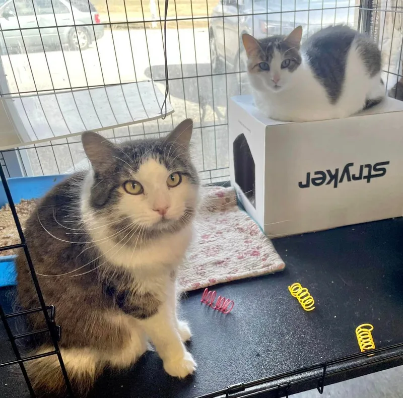 Deangelo & Dorian Bonded thumbnail 2