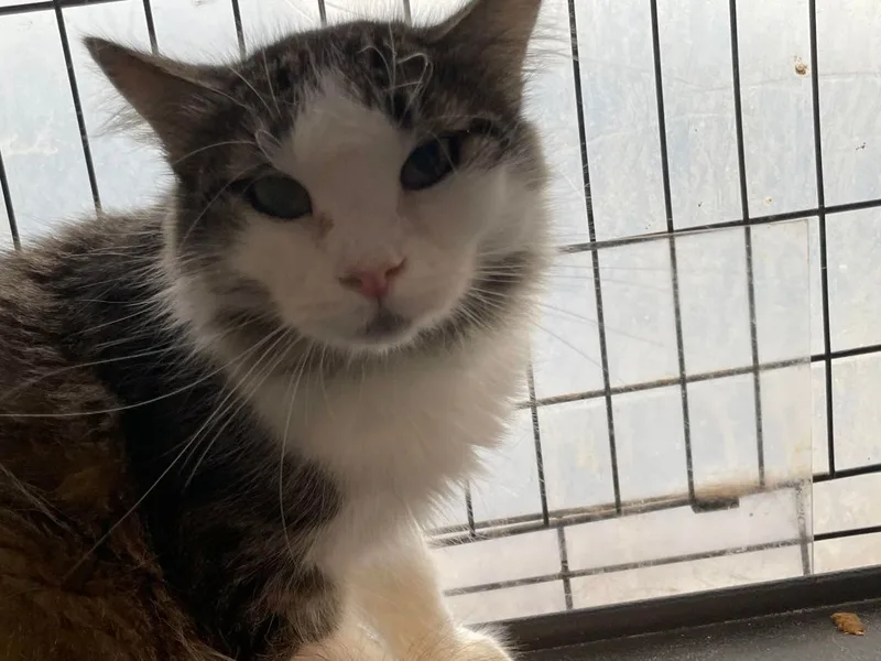 Deangelo & Dorian Bonded thumbnail 3