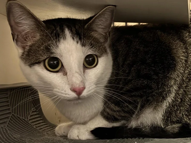 An adult medium-sized male Domestic Short Hair cat named P.j. for adoption in Plano, TX