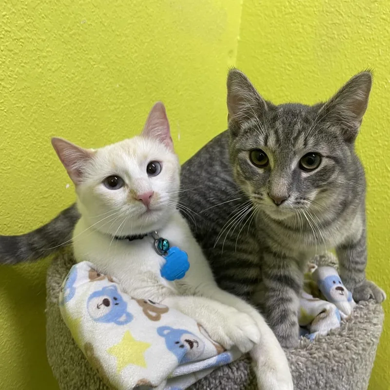 Saffron And Sterling