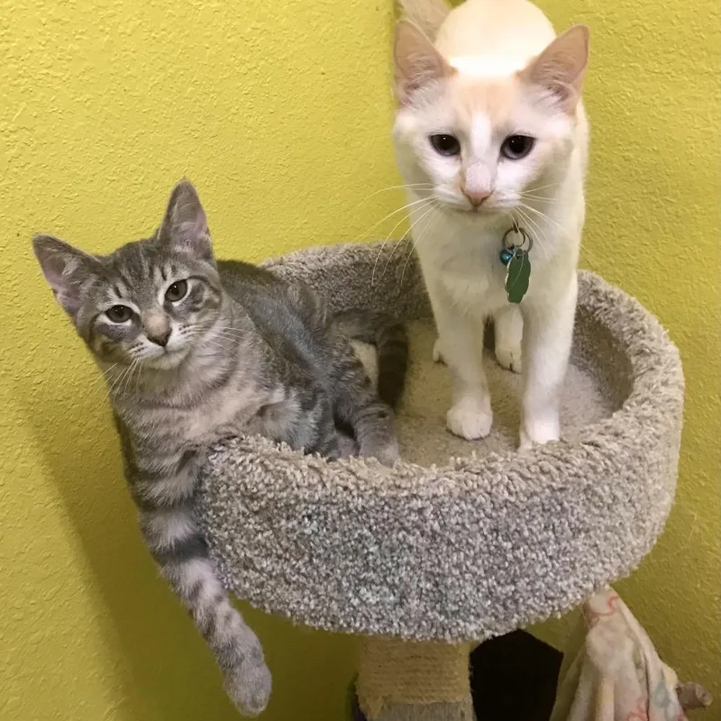 Saffron And Sterling thumbnail 5
