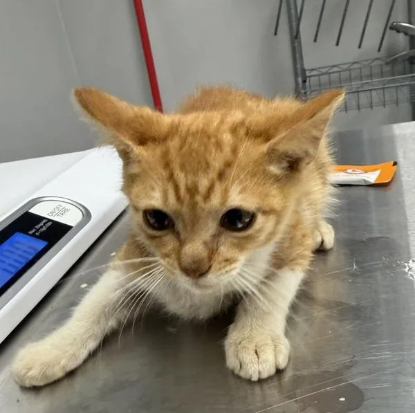 A baby small-sized male Domestic Short Hair cat named Nf  Whiskers for adoption in Lawrenceville, GA