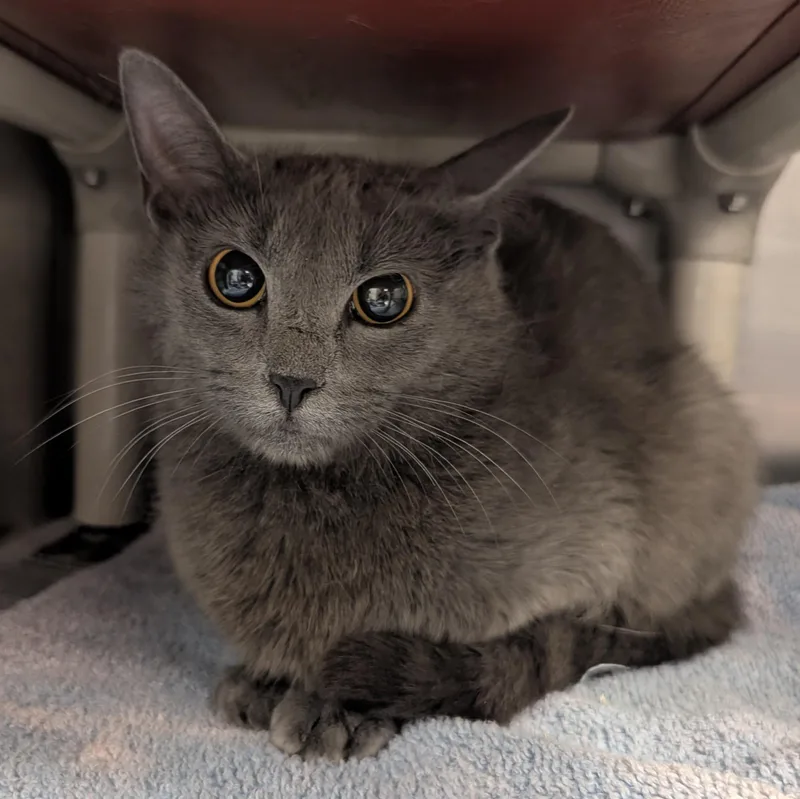 A young large-sized female Gray / Blue / Silver Domestic Short Hair cat named Heloise for adoption in Springfield, IL