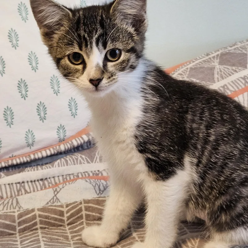 A baby medium-sized female Tabby (Brown / Chocolate) Domestic Short Hair cat named Prada for adoption in Mokena, IL