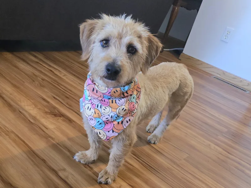 A young small-sized female Mixed Breed dog named Cecilia for adoption in Cedar Rapids, IA