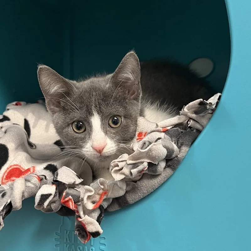 A baby small-sized male Gray / Blue / Silver Domestic Short Hair cat named Chucky for adoption in West Palm Beach, FL