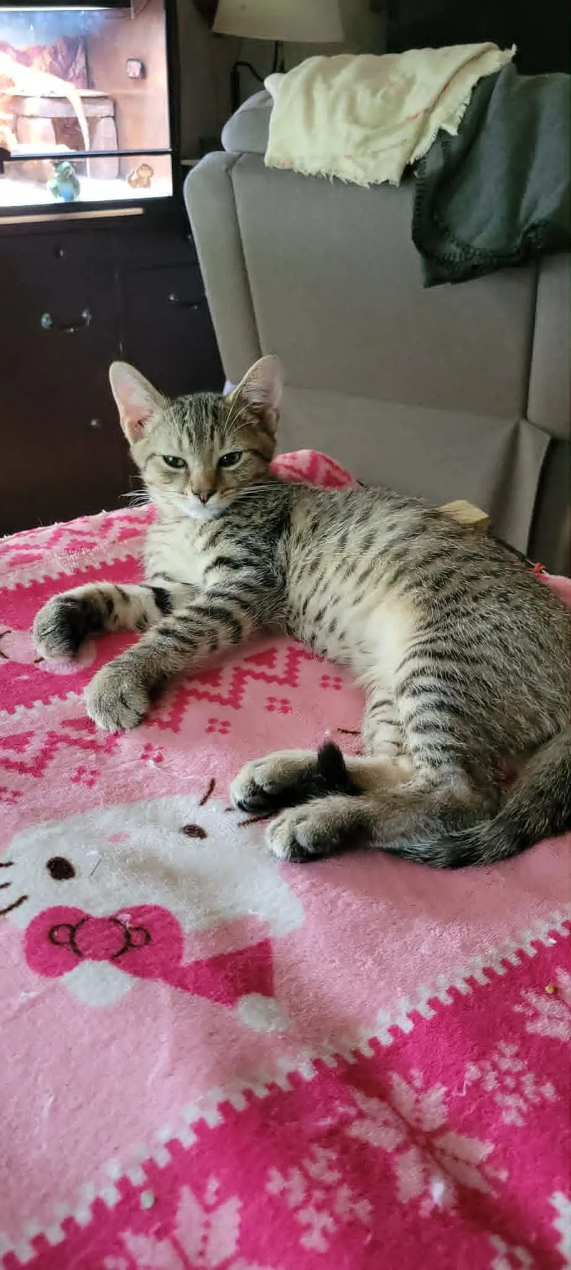 A young medium-sized male Tabby (Brown / Chocolate) Domestic Short Hair cat named Diego for adoption in Logan, OH