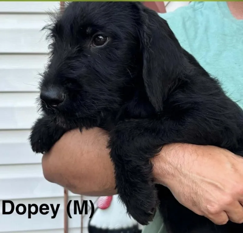 A baby medium-sized male Black Schnauzer dog named Dopey for adoption in Parma, OH