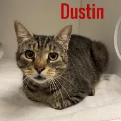 Dustin