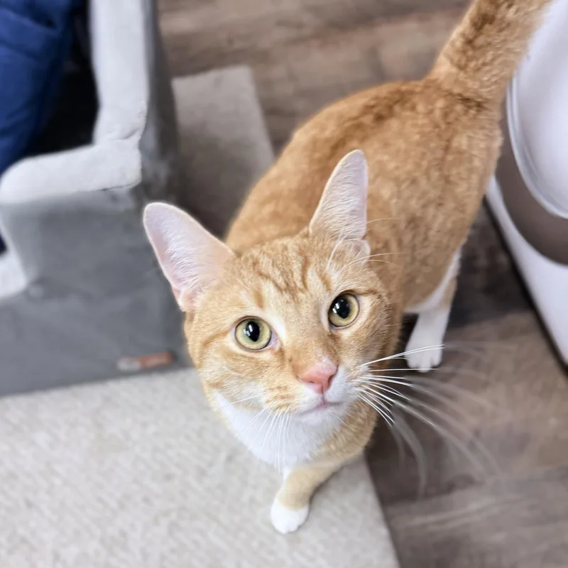 A young medium-sized male Domestic Short Hair cat named Averin  years male for adoption in Sterling, MA