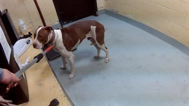 An adult large-sized male Pit Bull Terrier dog named Hunter for adoption in Tulsa, OK