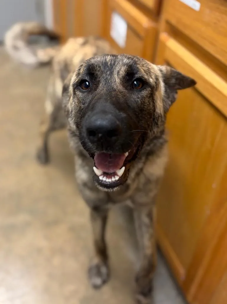 A young large-sized male Belgian Shepherd / Malinois dog named Train Zorrillo for adoption in Lockhart, TX