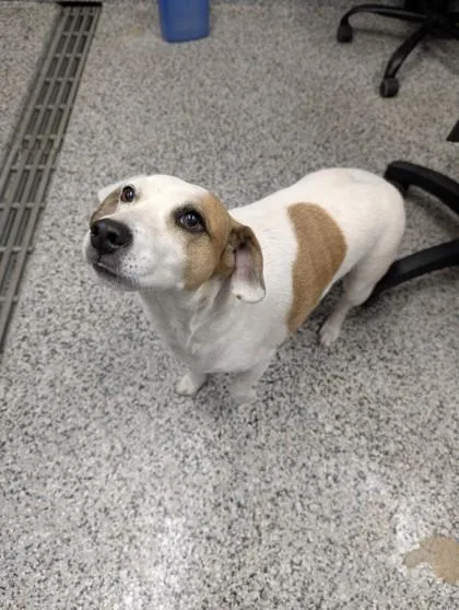 An adult small-sized female Mixed Breed dog named Mila for adoption in West Chester, PA
