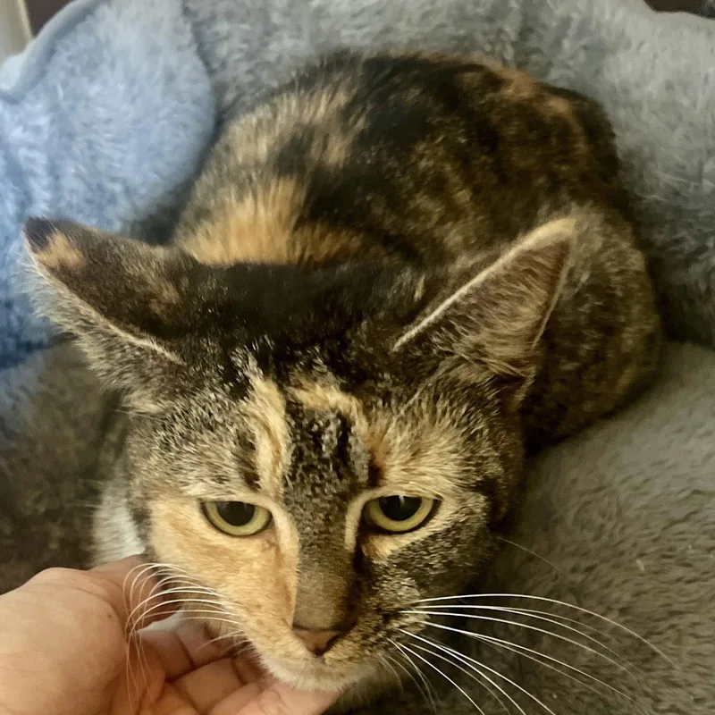 An adult medium-sized female Domestic Short Hair cat named Frieda for adoption in Tampa, FL