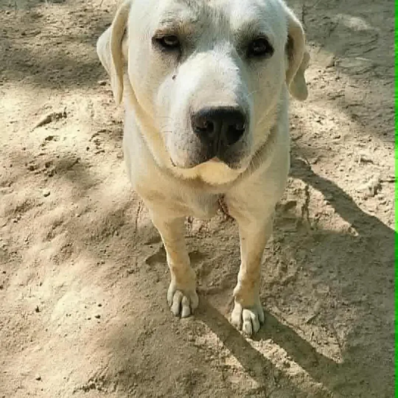 An adult large-sized male White / Cream Labrador Retriever dog named Dewey for adoption in Columbia Station, OH