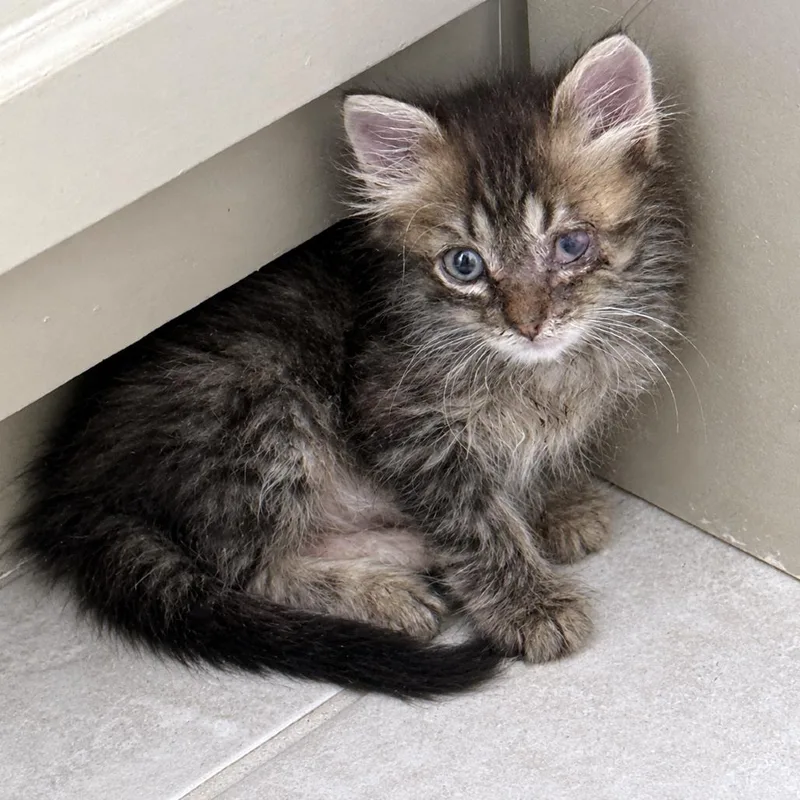 A baby small-sized female Brown / Chocolate Domestic Medium Hair cat named Naan Bread for adoption in Austin, TX