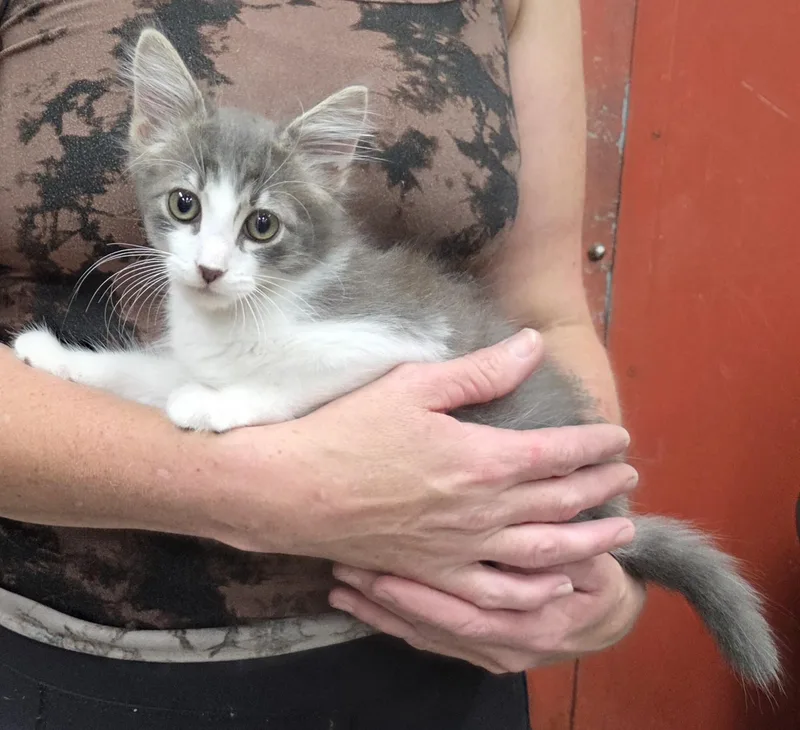 A baby medium-sized male Gray & White Domestic Long Hair cat named Earl Grey for adoption in Parsons, KS