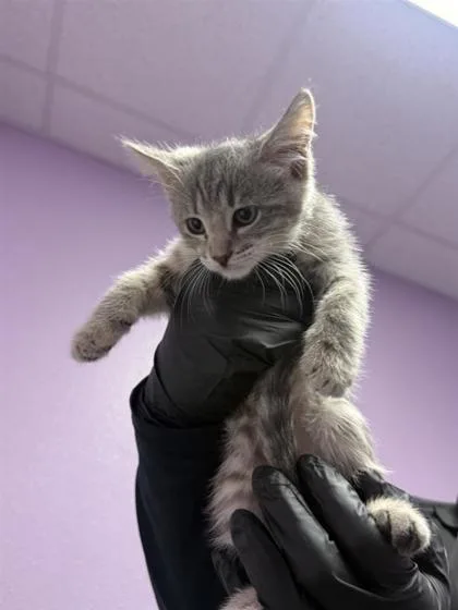 A baby small-sized female Gray / Blue / Silver Domestic Short Hair cat named 61044553 for adoption in El Paso, TX