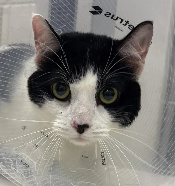 An adult medium-sized male Domestic Short Hair cat named Turbo for adoption in Golden, CO