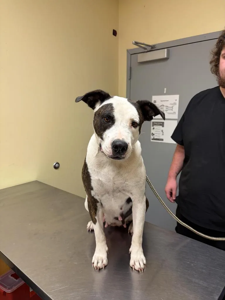An adult medium-sized female Mixed Breed dog named Nokia for adoption in Florence, SC