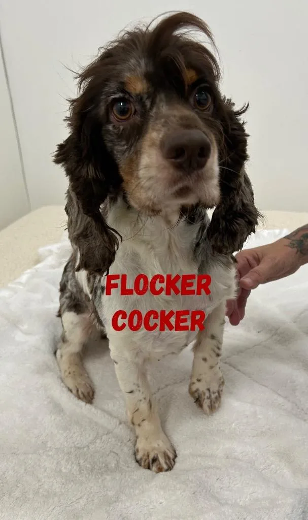 Flocker Cocker