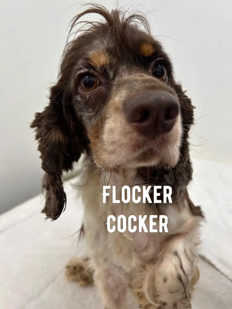 Flocker Cocker thumbnail 2