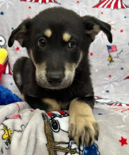 A baby large-sized male German Shepherd Dog dog named Ace for adoption in Elmira, NY