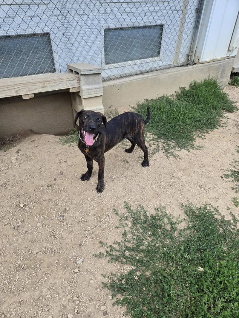 A young large-sized male Mixed Breed dog named Sloppy Joe for adoption in Maquoketa, IA