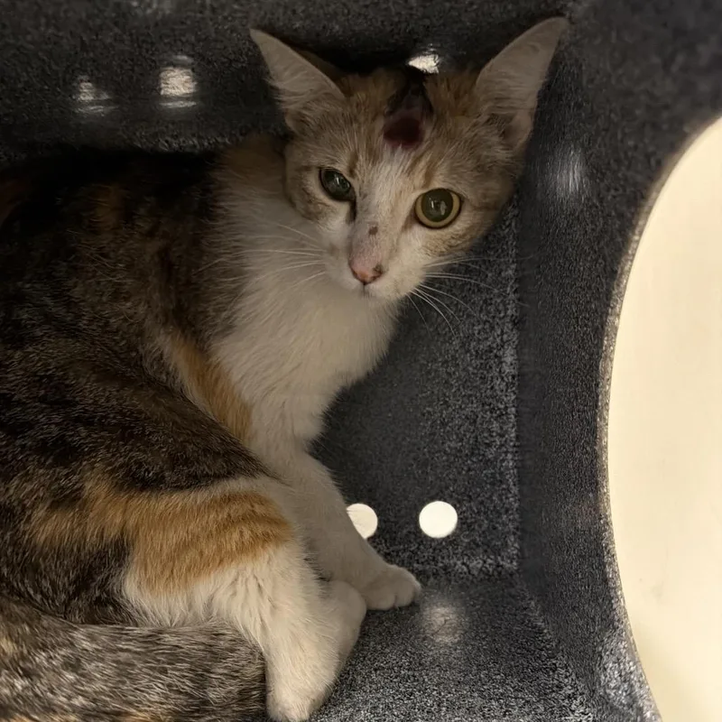 An adult small-sized female Orange / Red Domestic Short Hair cat named Haccstray for adoption in Henderson, NV