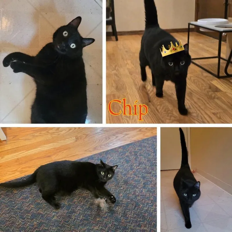 An adult medium-sized male Black Domestic Short Hair cat named Chip for adoption in Newberg, OR