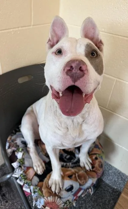 A young large-sized female Pit Bull Terrier dog named Malibu Barbie for adoption in Westland, MI