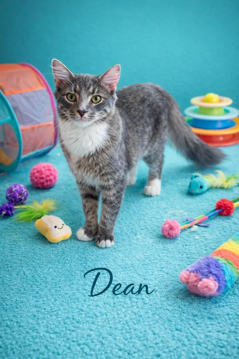 A young medium-sized male Gray & White Domestic Medium Hair cat named Dean for adoption in West Pittston, PA