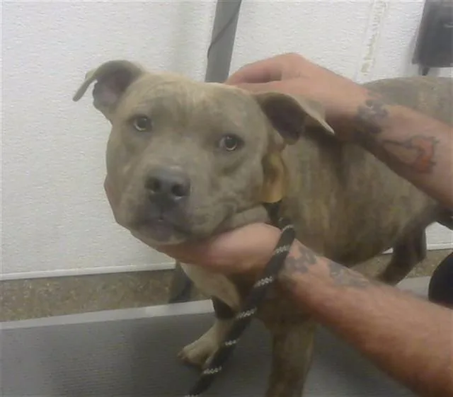 A young medium-sized female Pit Bull Terrier dog named Snacktime for adoption in Albuquerque, NM