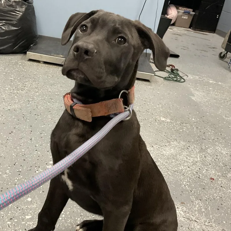 A baby medium-sized male Black Pit Bull Terrier dog named Tan Tan for adoption in St Joseph, MO