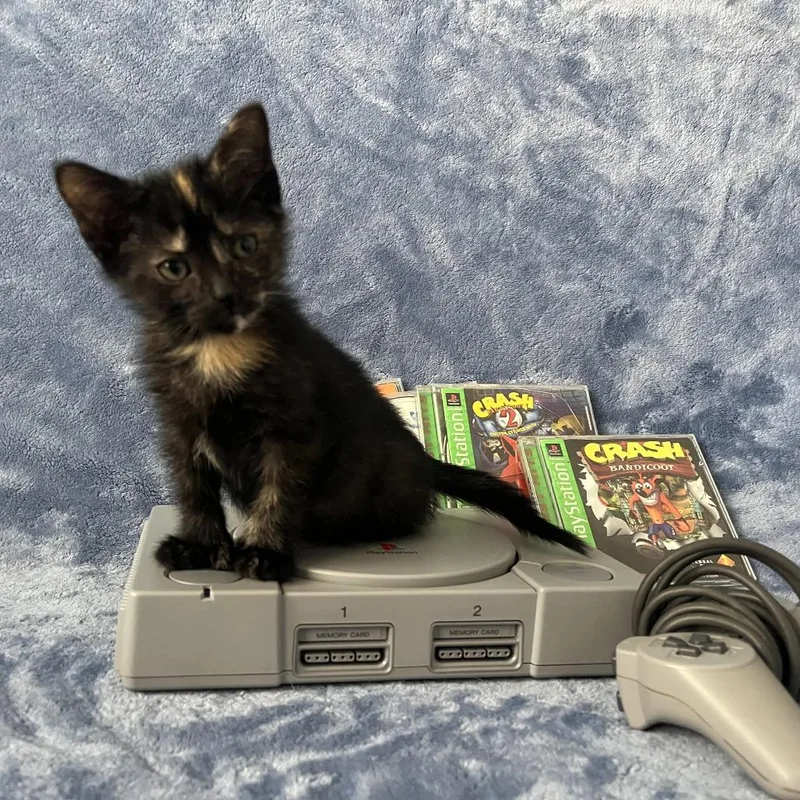 A baby small-sized female Tortoiseshell Domestic Short Hair cat named Atari for adoption in Evanston, IL