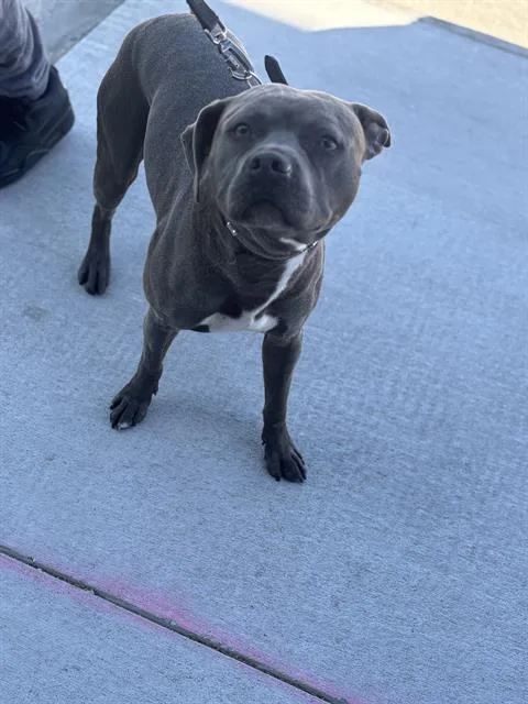 A young medium-sized male Mixed Breed dog named Quinton for adoption in Dallas, TX