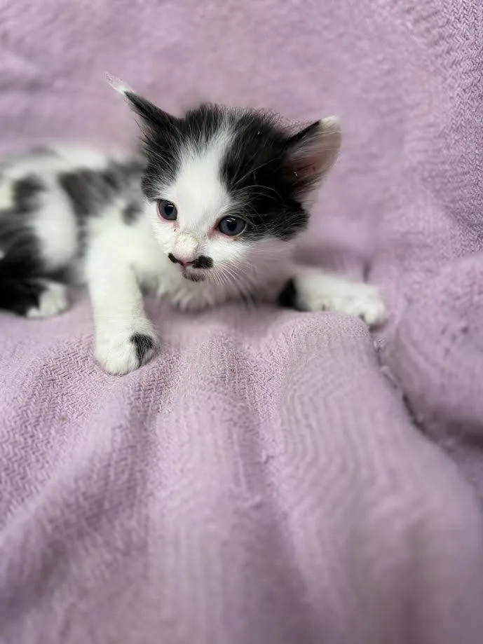 A baby small-sized male Black & White / Tuxedo Domestic Short Hair cat named Alfred for adoption in Oakdale, CA