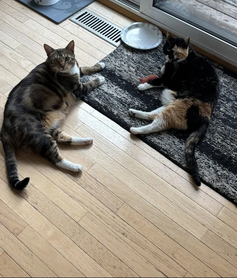 A young small-sized male Domestic Short Hair cat named Mack for adoption in Forest Lake, MN