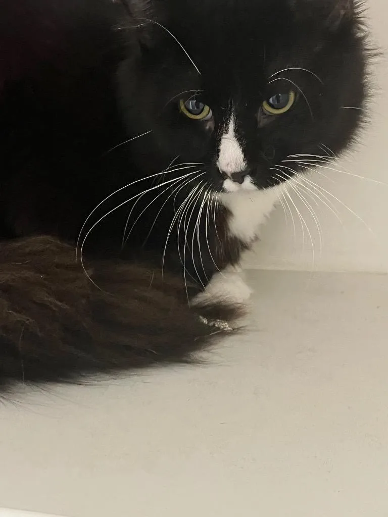Oreo