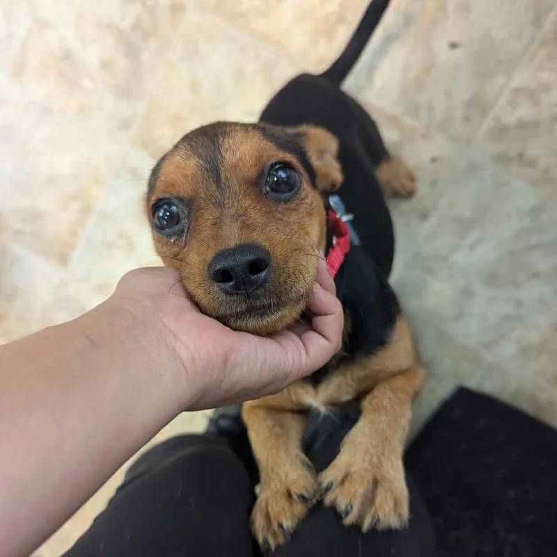 A baby small-sized female Black Terrier dog named Gabrielle for adoption in Boerne, TX