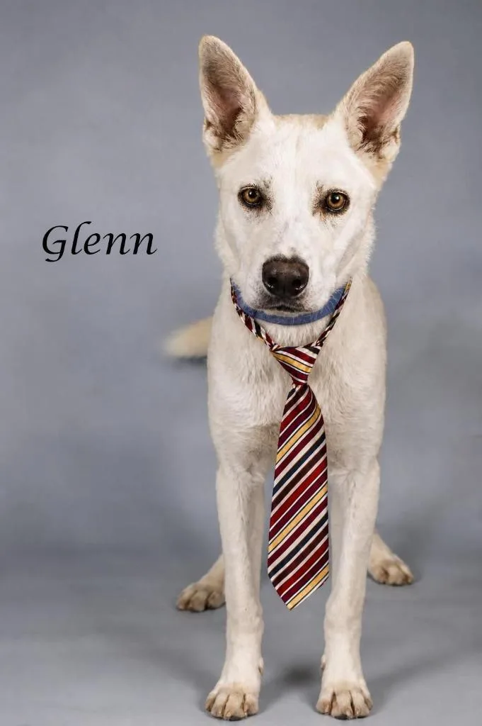 A young medium-sized male Husky dog named Glenn for adoption in Gilbert, AZ
