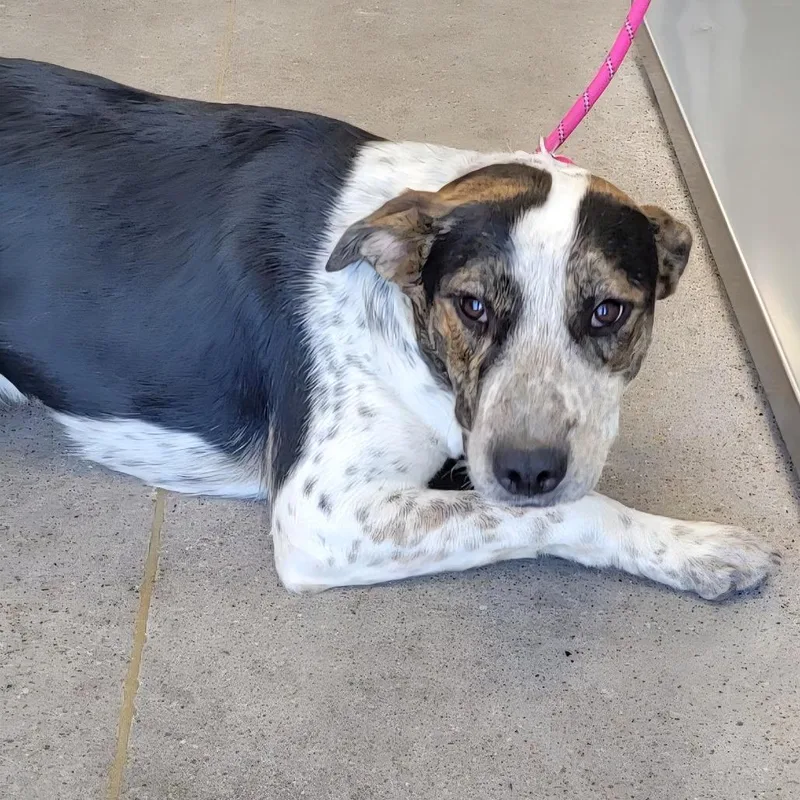 A young medium-sized female Black Mixed Breed dog named Ghost for adoption in Las Cruces, NM