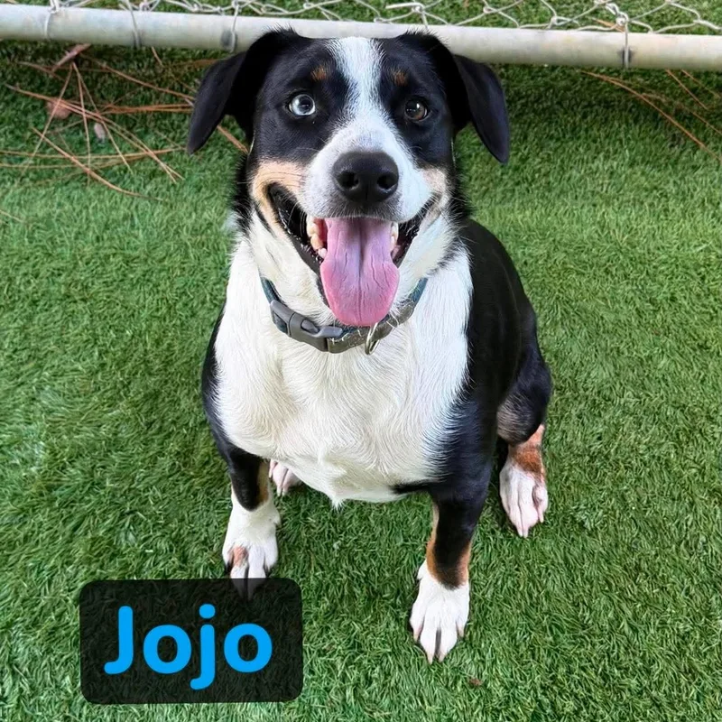 Joe Joe thumbnail 3