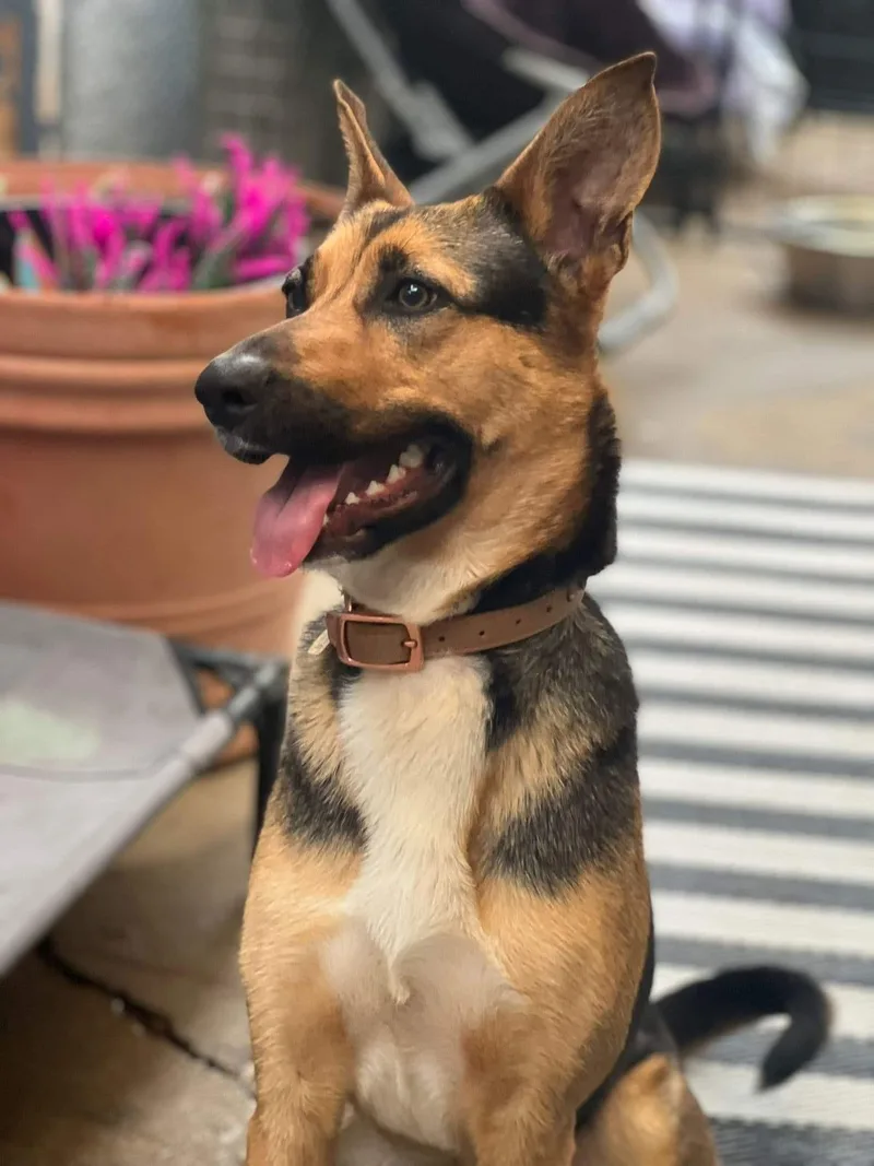 An adult medium-sized female German Shepherd Dog dog named Evie for adoption in oriskany, NY