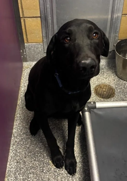 A young large-sized male Labrador Retriever dog named Romeo for adoption in Greenfield, IN