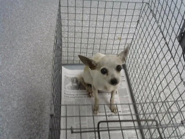 A senior small-sized female Chihuahua dog named Melody for adoption in Pasadena, TX
