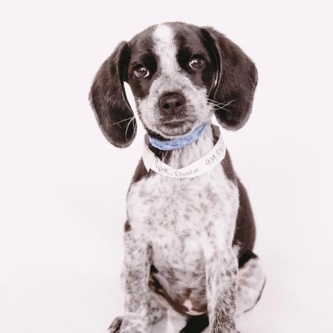 Dottie D Arriving thumbnail 4