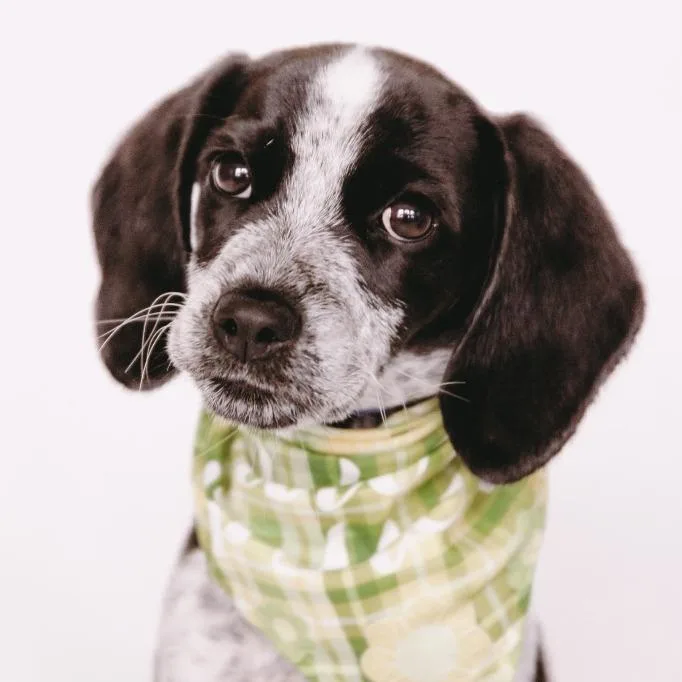 Dottie D Arriving thumbnail 5