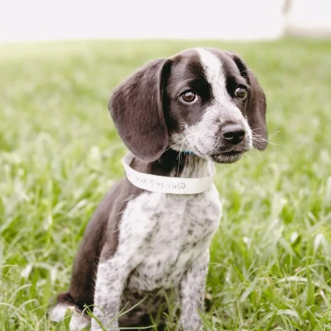 Dottie D Arriving thumbnail 6